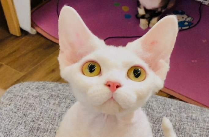 德文卷毛猫是哪个国家的,你们应该知道 德文卷毛猫是哪个国家的,你们应该知道