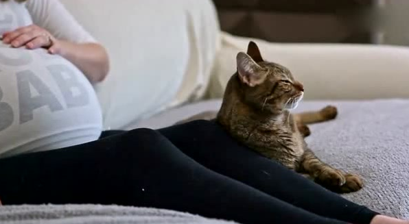 猫可以感知主人怀孕吗？注意观察