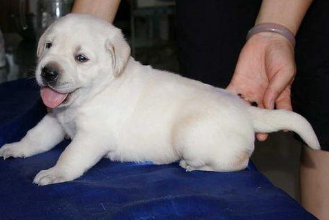 幼犬一直不长身体怎么办？铲屎官不可大意！