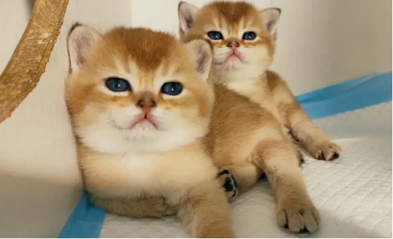 想知道英短金渐层性格怎么样，来这里了解答案！