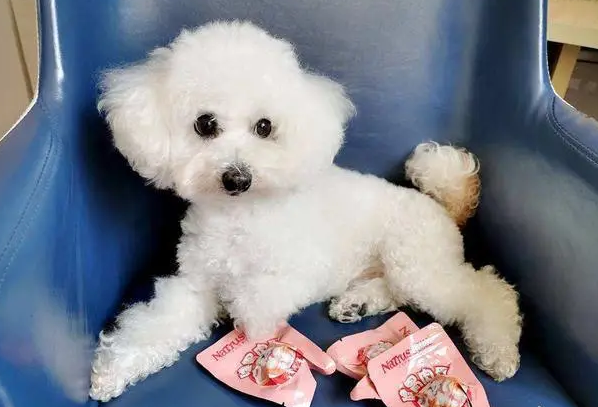 女孩子养什么狗比较好？来get一下吧