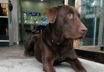 咖啡色拉布拉多值钱吗？想养的来了解下吧