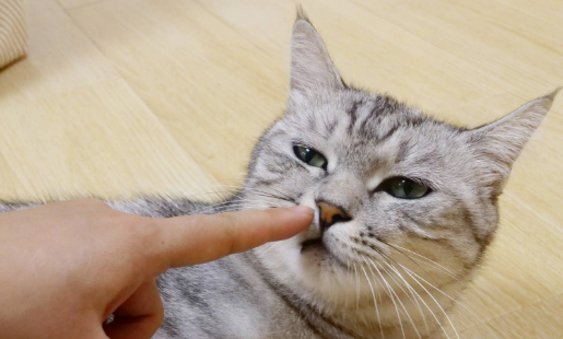  揍猫猫会长记性吗？暴力根本解决不了问题