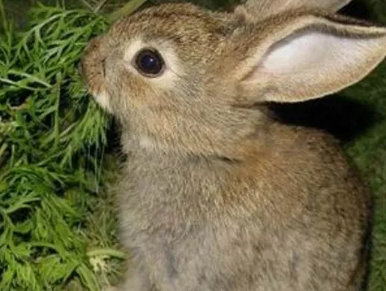 华南兔的介绍，想知道的可以来了解一下！