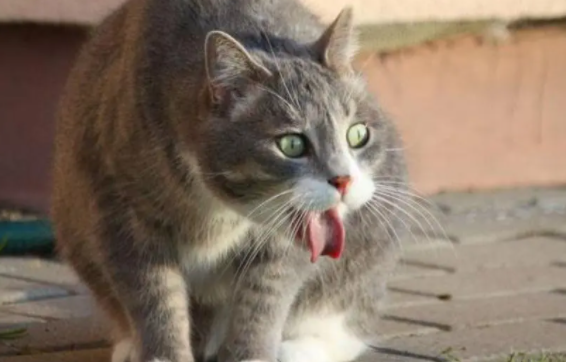 快来看看,猫咪吐白色液体是什么原因呢? 快来看看,猫咪吐白色液体是什么原因呢?