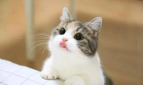 一天给猫咪喂食一根猫条会不会多？