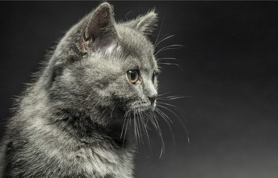 英短和美短配种，诞生的小猫长什么样呢~