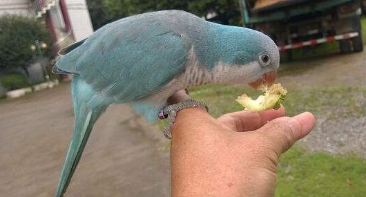 和尚鹦鹉贵在这里，看完就知道了