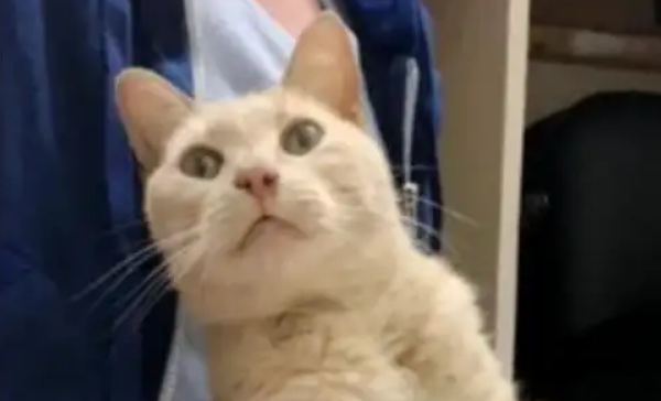 为什么主人一走猫就叫?这几个办法可以帮它改善 为什么主人一走猫就叫?这几个办法可以帮它改善