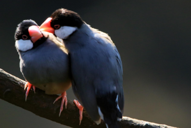 灰文鸟如何洗澡，养鸟爱好者都清楚吗？