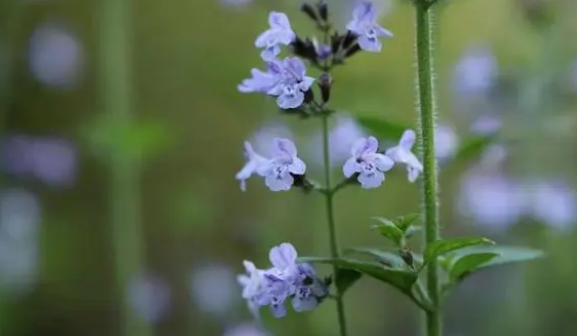 猫草和猫薄荷有什么区别？