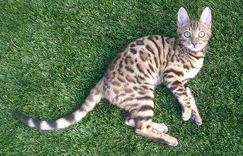 如何辨别孟加拉豹猫真假？这份小技巧一定要get！