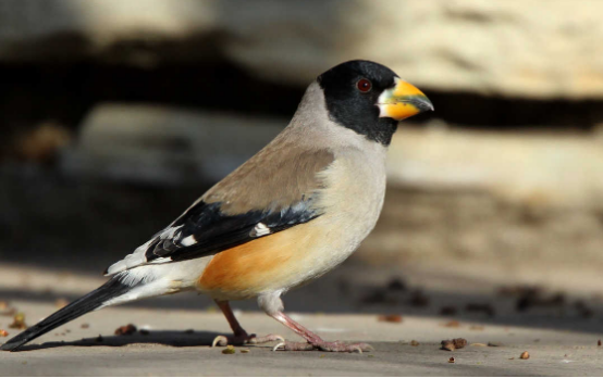 黑尾蜡嘴雀夏天吃什么好?这里有答案! 黑尾蜡嘴雀夏天吃什么好?这里有答案!