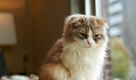 关于“猫咪绝育”的知识，快来了解一下！