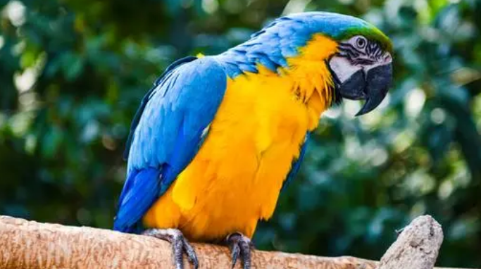 想养鹦鹉的你了解鹦鹉的缺点吗? 想养鹦鹉的你了解鹦鹉的缺点吗?