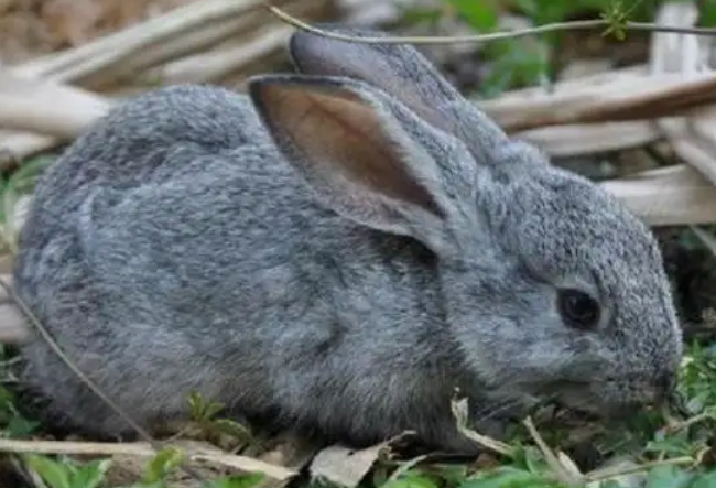 新晋宠主来看看公羊兔的价格是多少吧！