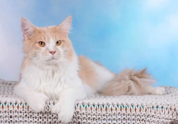 猫抓板多久换一个？别说养猫费钱