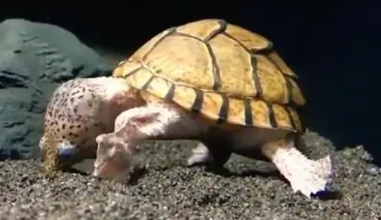 极品剃刀龟怎么看？想养的来看看吧