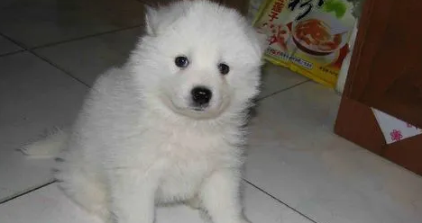 萨摩耶幼犬喝羊奶的好处