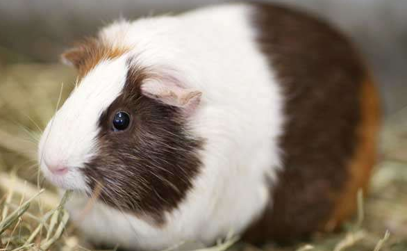 家养荷兰猪可以吃吗？本文来告诉大家