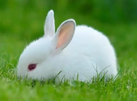 兔子打喷嚏怎么办?主人来看看 兔子打喷嚏怎么办?主人来看看