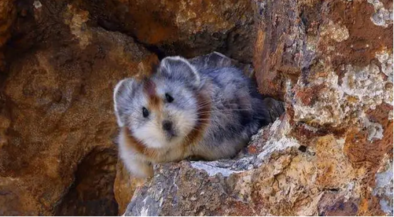 伊犁鼠兔是啮齿动物吗？这里有答案！