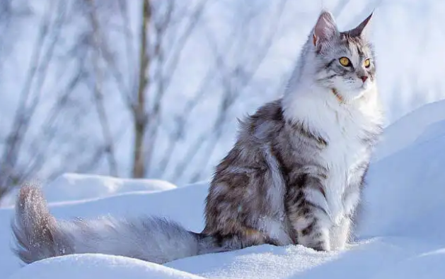 缅因猫认主人吗?想养的人可以看看 缅因猫认主人吗?想养的人可以看看