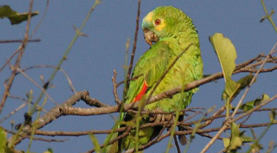 青绿顶亚马逊鹦鹉可以当宠物养吗？这几点要做好