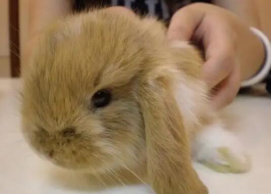 英国迷你垂耳兔为何受追捧？答案都在这！