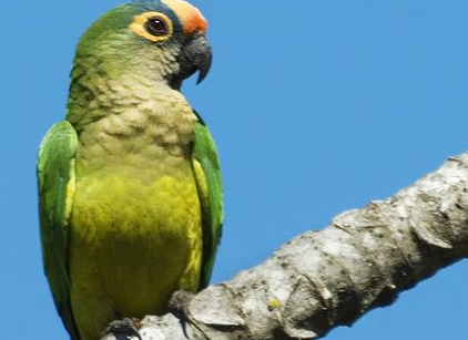 桃额锥尾鹦鹉会不会说话？有人知道吗？