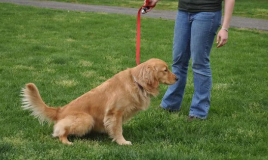 带你了解，为什么狗狗成年了也不抬腿尿？