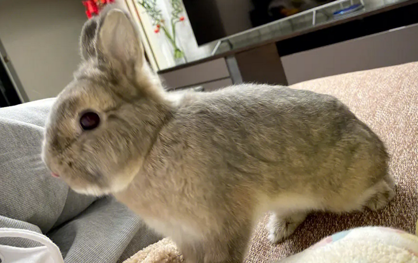 新手饲养小技巧：侏儒兔一天吃几顿比较好