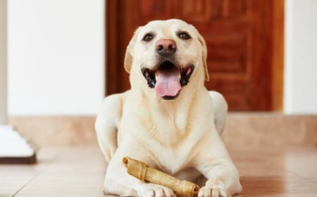 狗狗倒吸气是怎么回事?铲屎官有必要了解一下 狗狗倒吸气是怎么回事?铲屎官有必要了解一下