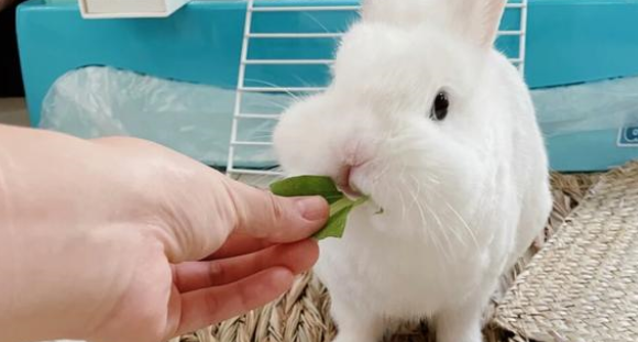 兔子吃什么？这些食材很常见，收藏后可自制兔粮啦