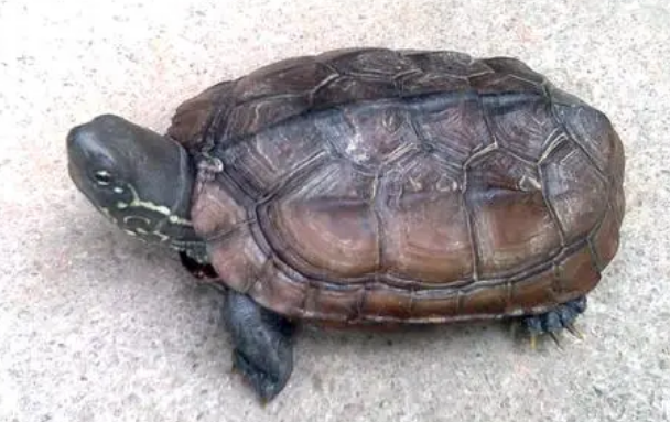 中华龟和中华草龟的区别？来了解下吧