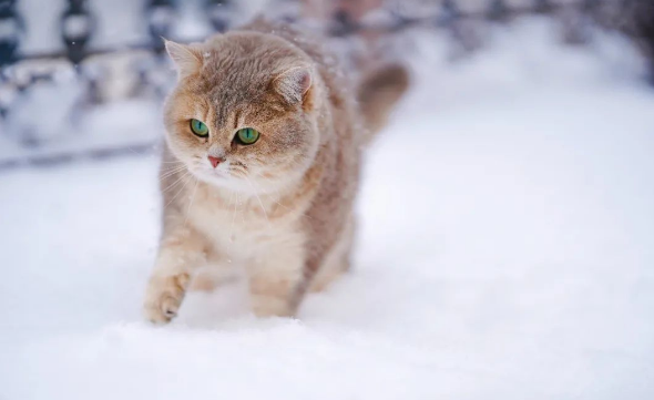 为什么给猫咪换粮后会软便拉稀? 为什么给猫咪换粮后会软便拉稀?