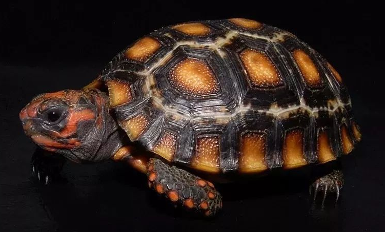 樱桃红腿陆龟吃什么水果，你了解吗？