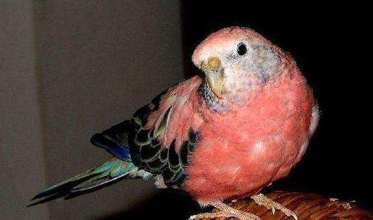 伯克氏鹦鹉能活多久？答案在这里！