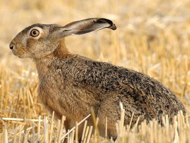 新手小白速看：中国野兔如何饲养