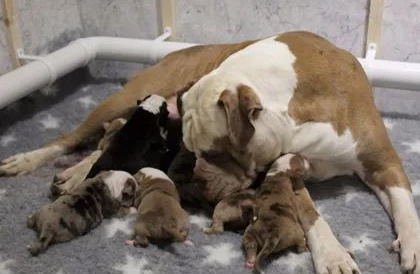 狗妈妈咬狗宝宝,可能是因为这个 狗妈妈咬狗宝宝,可能是因为这个