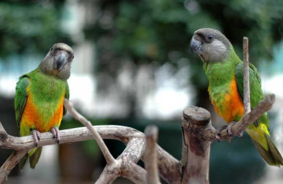 塞内加尔鹦鹉怎么训练？快来学习一下