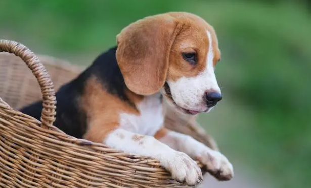 对于一个新手而言，怎样给狗狗洗澡？