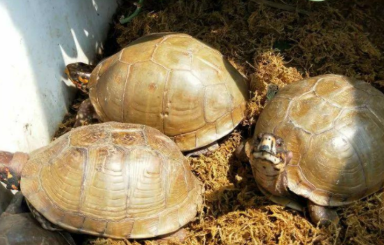三趾箱龟是保护动物吗？这里有答案
