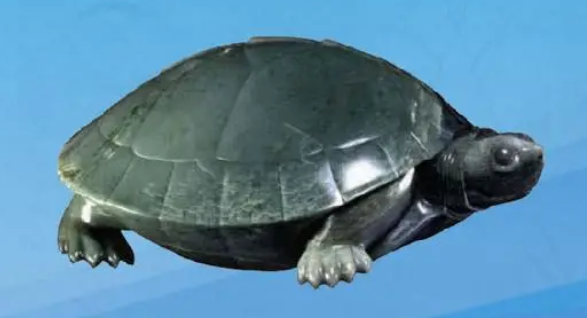 一起来看看巨型棱背龟的饲养方法~