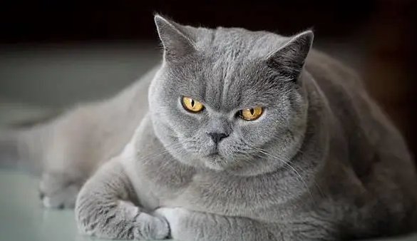 为什猫咪颜色不一样么?来看看吧 为什猫咪颜色不一样么?来看看吧