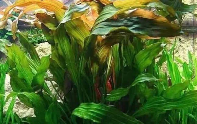 鱼缸里的水草哪种好养，试着养这几种看看