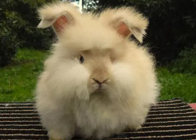 安哥拉长毛兔怎么洗澡，来了解下吧