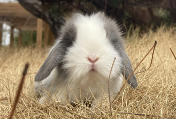 荷兰垂耳兔有味道吗?原来是这样! 荷兰垂耳兔有味道吗?原来是这样!