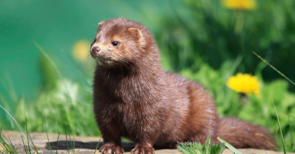 水貂为何会感染新冠病毒？答案如下