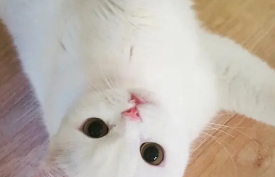 一定要在特殊情况下才能吃营养膏吗？